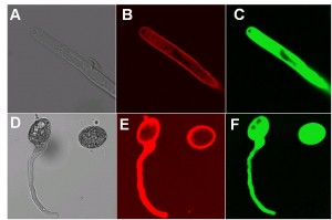 Uptake of Cy3-labeled S-DNA by Arabidopsis root hairs (A-C) and pollen tubes (D-F). Bright field images are shown (A and D) for root hairs and pollen incubated with Cy3-S-DNA (B and E) and fluorescein diacetate (C and F) indicating cell viability
