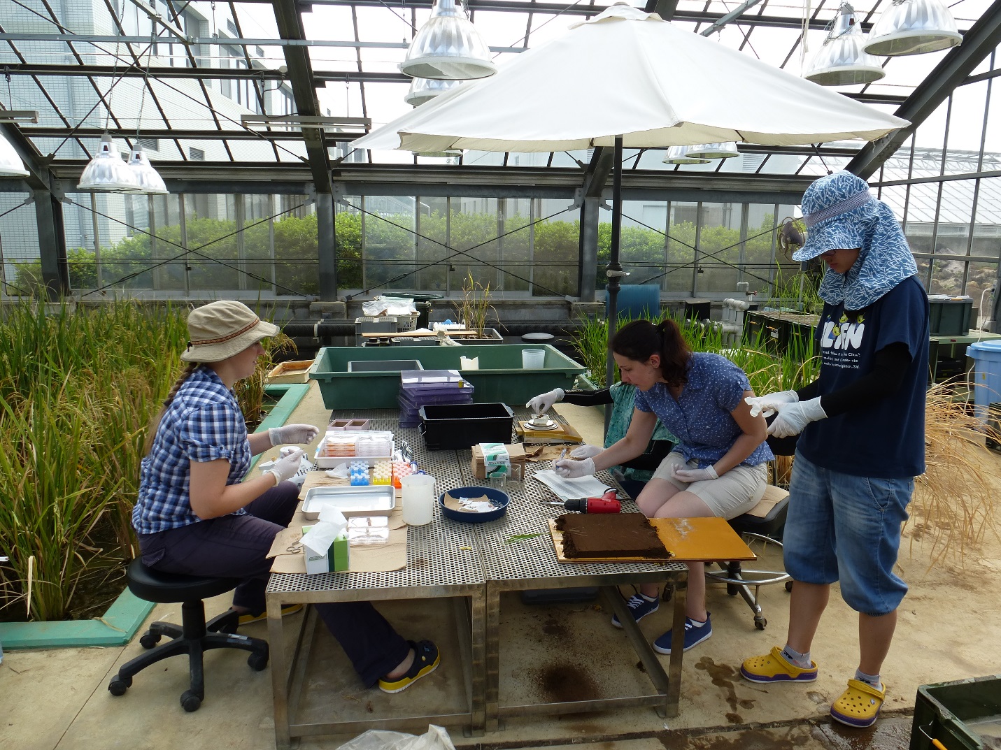 In the glasshouse harvesting rhizo-boxes (I am second from the right)