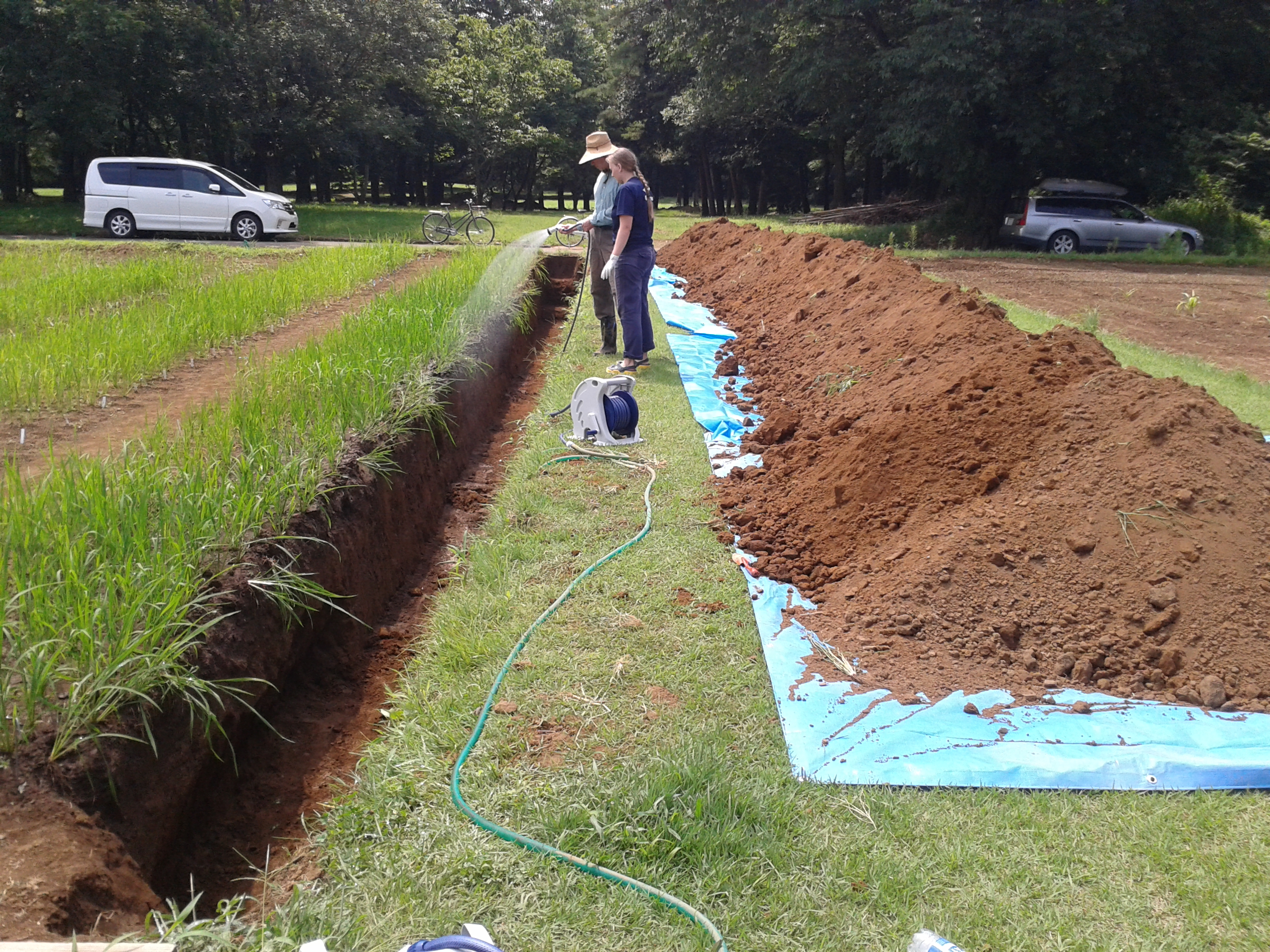 A long ditch was dug to observe root architecture of many different rice varieties