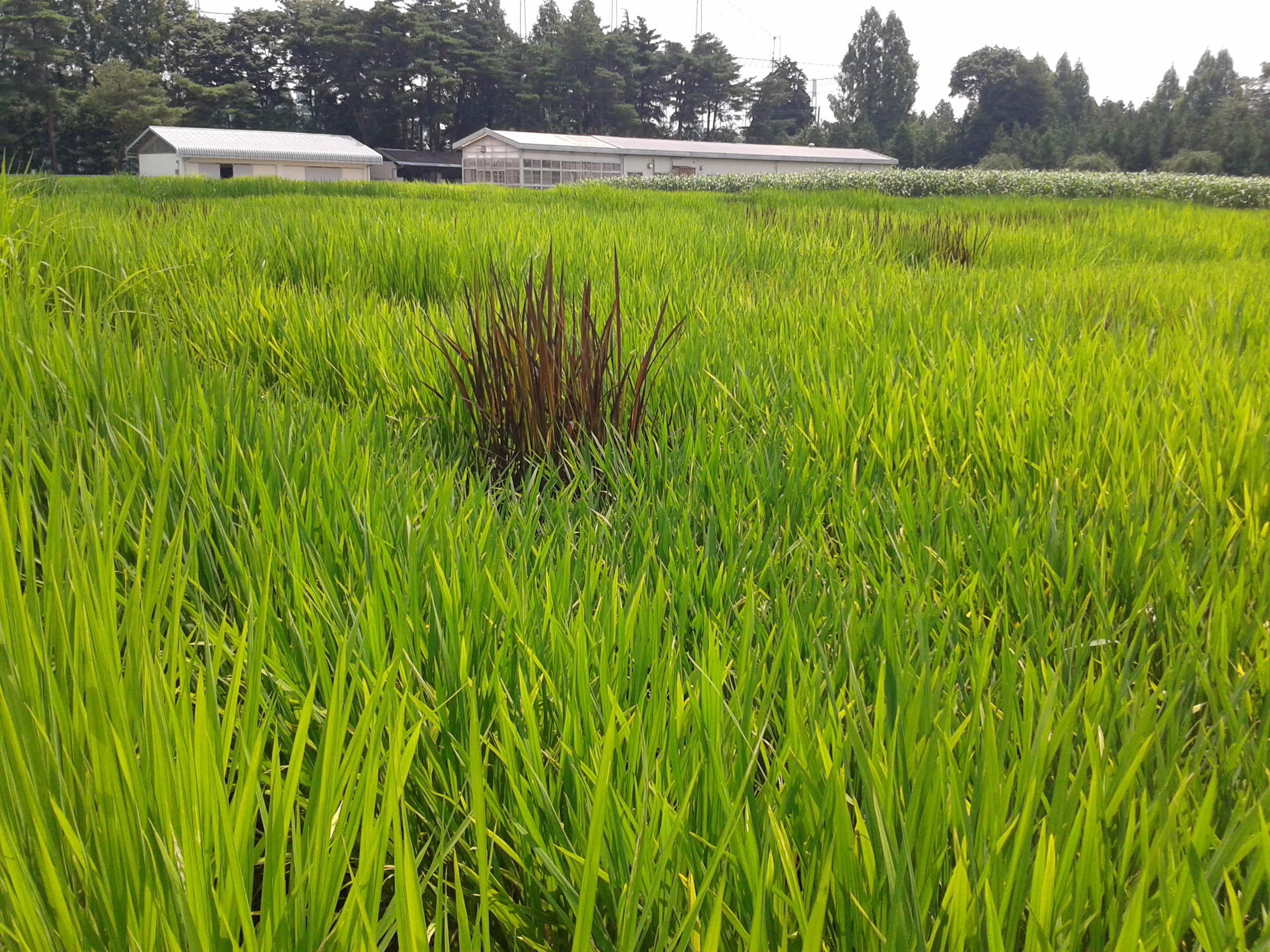 Different rice varieties in the field